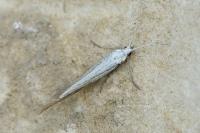 Coleophora ornatipennella