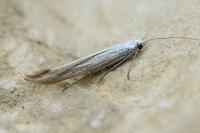 Coleophora ornatipennella