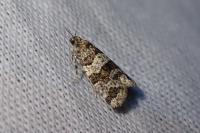 Isotrias rectifasciana