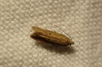 Stomopteryx