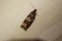 Ancylis achatana