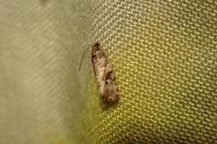 Lobesia botrana