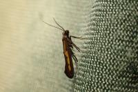 Ochromolopis ictella