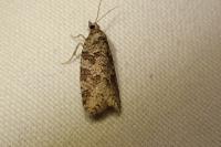 Cnephasia
