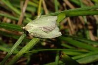 Tortrix viridana
