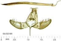Paradoxus osyridellus