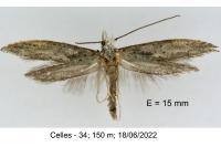 Paradoxus osyridellus