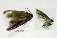 Oxypteryx unicolorella