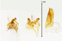 Oxypteryx unicolorella