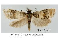 Piniphila bifasciana