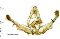 Piniphila bifasciana
