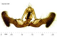 Eucosma