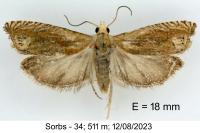 Eucosma