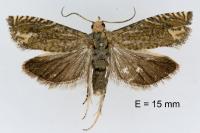 Eucosma obumbratana