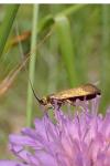 Nemophora metallica