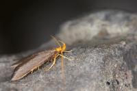 Eurodachtha pallicornella
