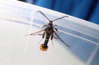 Synanthedon andrenaeformis