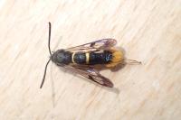 Synanthedon andrenaeformis