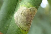 Leucoptera laburnella