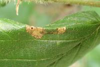 Phyllonorycter nicellii