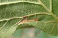 Phyllonorycter nicellii