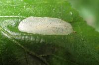 Phyllonorycter coryli