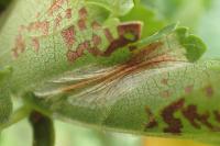 Phyllonorycter schreberella