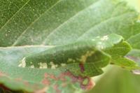 Phyllonorycter schreberella