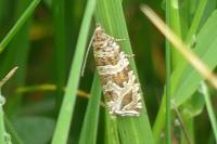 Celypha rivulana