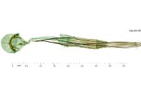 Pleurota honorella