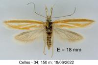 Pleurota honorella