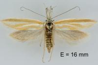 Pleurota honorella