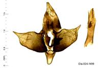 Diurnea lipsiella