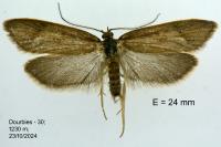 Diurnea lipsiella