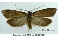 Diurnea lipsiella