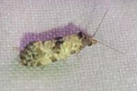 Neocochylis molliculana