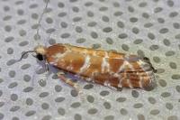 Rhyacionia pinicolana