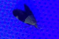 Oecophora bractella