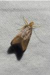 Eurodachtha pallicornella