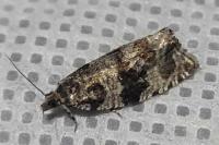Orthotaenia undulana