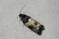 Gypsonoma sociana