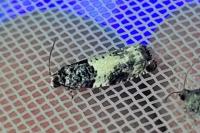 Gypsonoma sociana