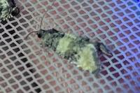 Piniphila bifasciana