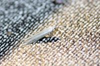 Coleophora striatipennella