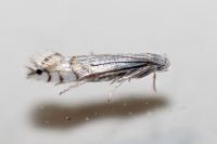 Phyllocnistis unipunctella