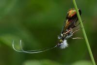 Nemophora albiciliellus