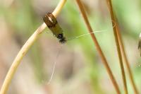 Nemophora albiciliellus