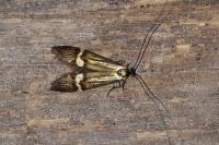 Nemophora degeerella