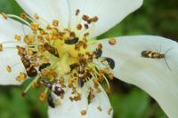 Micropterix aglaella