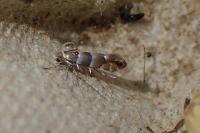 Phyllonorycter nicellii